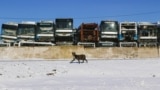 «Кладбище автобусов» в пригороде Алматы. Январь 2024 года