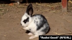 Харгӯш