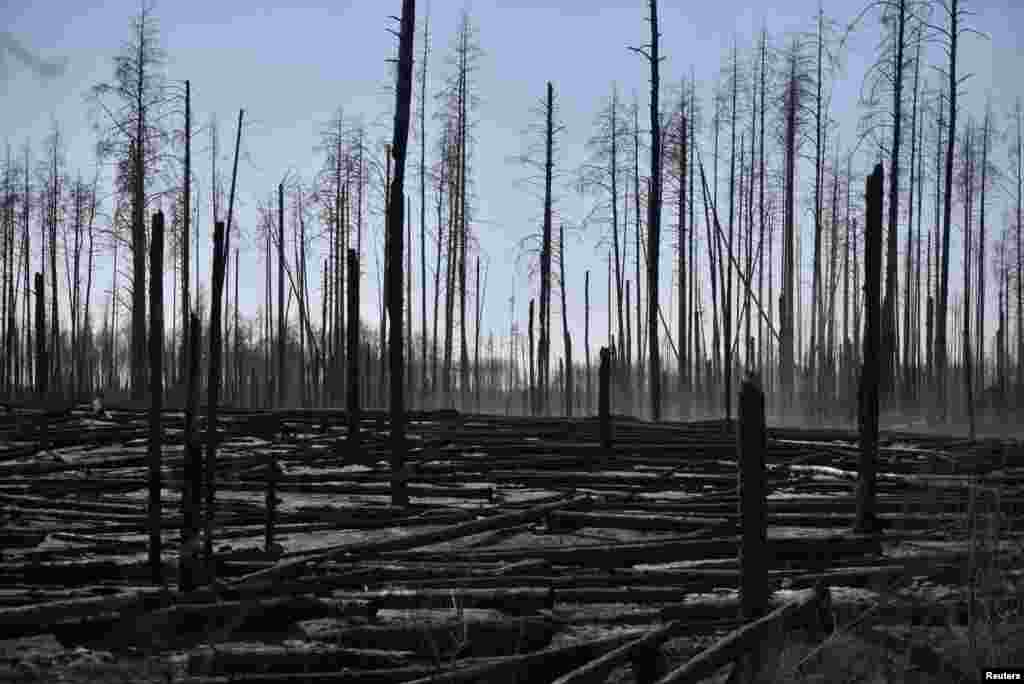 Burned trees were left by the forest fire outside the settlement of Poliske on April 12. A senior official from the emergency service, Volodymyr Demchuk, said that the fire did not pose a threat to the nuclear power plant.