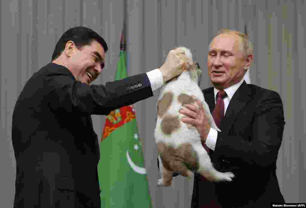 “RIA Nowosti” neşiriniň maglumatyna görä, 2010-njy ýylda Bolgariýanyň premýer-ministri Boýko Borisow Putine bolgar owçarka itini sowgat berdi.