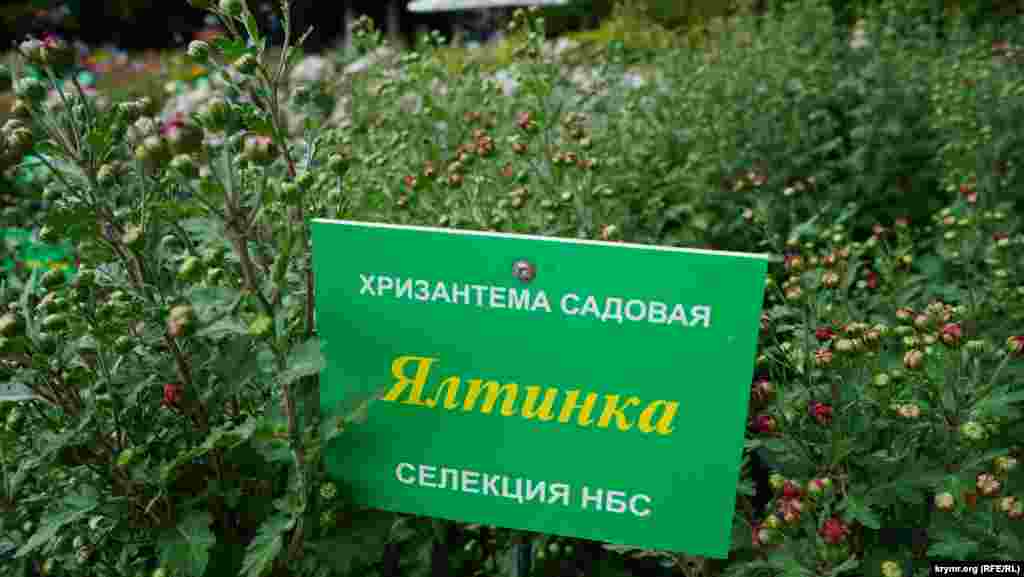 А «Ялтинка» с цветением опаздывает