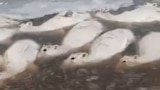 Cover/Video - mass death of saiga in Kazakhstan