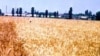Armenia -- A wheat field, undated.