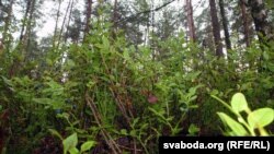 Чарніцы ў лесе, архіўнае фота