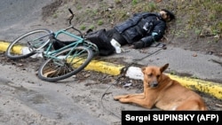 УКРАИНА - Куче лежи покрај тело на маж на улица во градот Буча, недалеку од украинскиот главен град Киев на 3 април 2022 година.