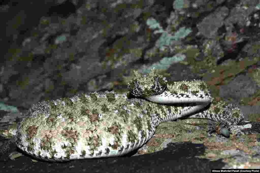 نام علمی: Pseudocerastes urarachnoides Bostanchi, نام فارسی: افعی شاخدار دم عنکبوتی، نام انگليسی: Spider-tailed Horned Viper اندازه: طول کل ۵۳ و طول دم ۵/۵ سانتيمتر، زيستگاه: اين افعی در تپه ها و مناطق مرتفع با بستر آهکی زندگی می کند. پراکندگی در ايران: استان های خوزستان، ايلام و کرمانشاه، این مار سمی است 