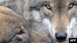 Don't MP3 them until you see the whites of their beady little Eurasian wolf eyes.