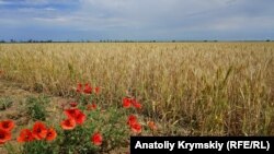 «Засушливая» Правда: степное крымское село в чрезвычайном положении (фоторепортаж)