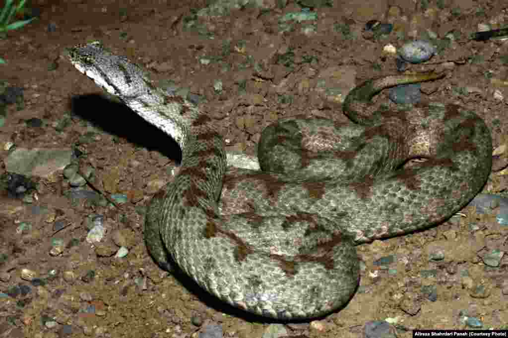 نام علمی: Montivipera latifii، نام فارسی: افعی لطيفی، نام انگليسی: Latifi’s Viper، اندازه: طول کل ۷۹ سانتیمتر، زيستگاه: اين مار در نواحی روستايی و کوهستان های پوشيده از علفزار زندگی می کند، پراکندگی جهانی: ايران، پراکندگی در ايران: استان های تهران، مازندران و البرز، این مار سمی است