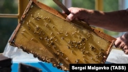 R. Moldova exportă în UE până la 90% din cantitatea de miere produsă