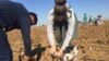 It's estimated that around 1 million people are forced into Uzbek fields each year to pick cotton.